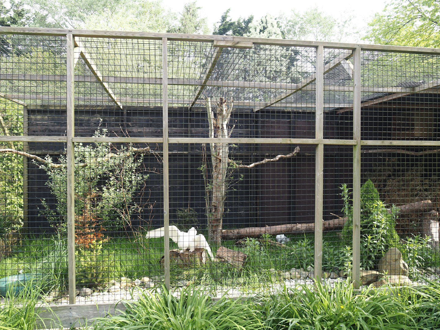 Snowy owl aviary, 2024-05-11