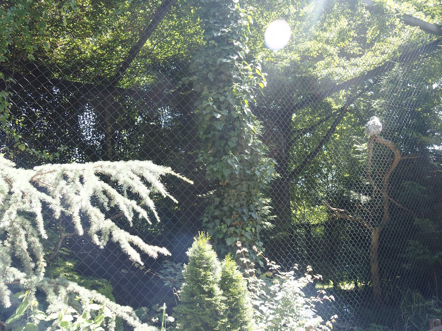 Snowy owl aviary, 2024-06-08