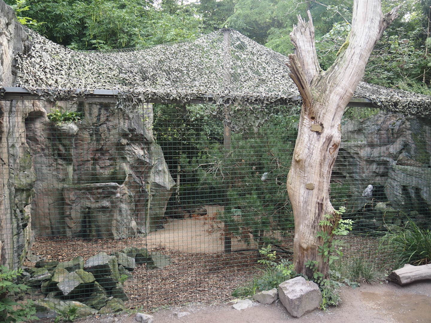Snowy owl aviary, 2024-08-05