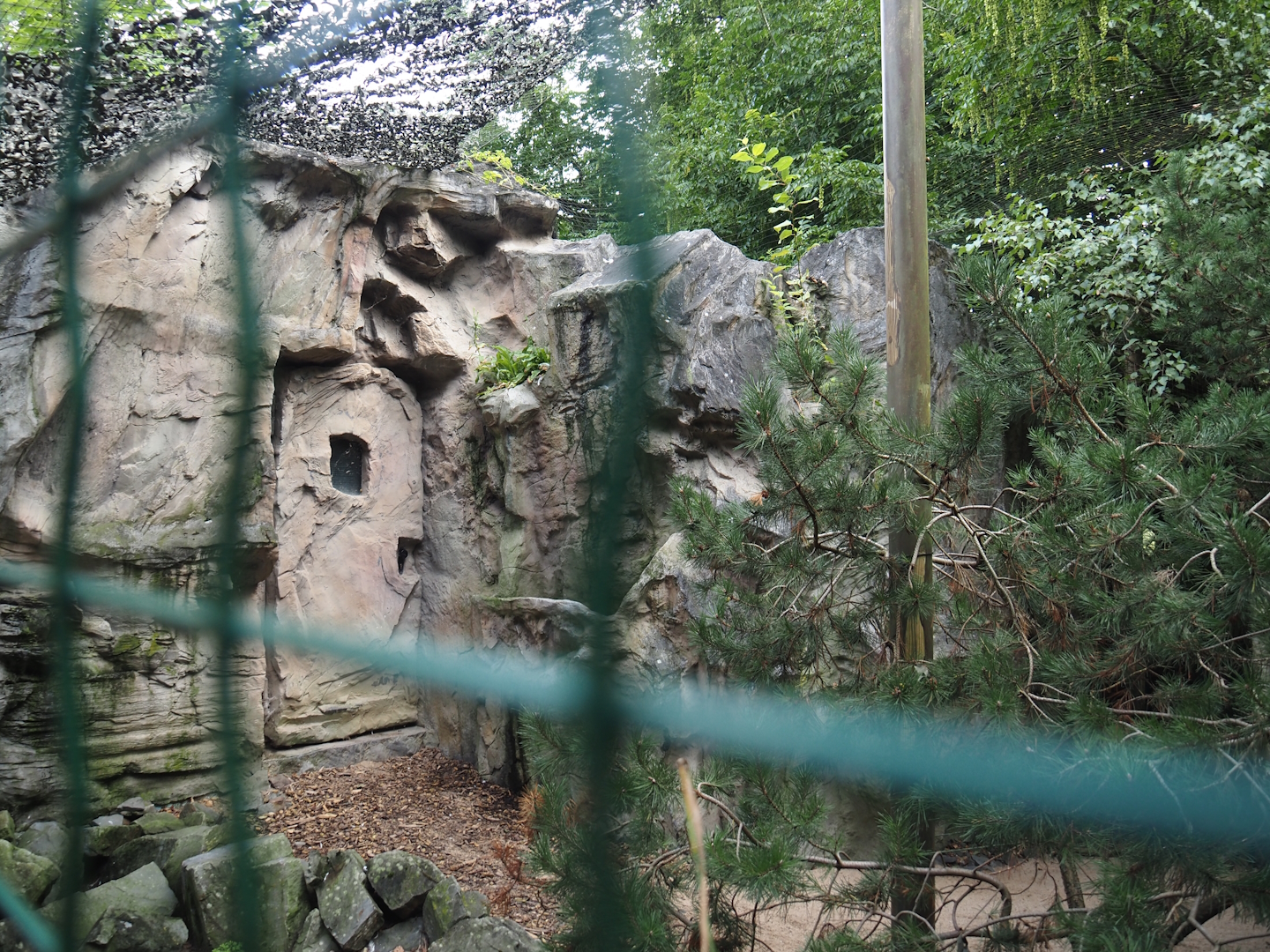Snowy owl aviary, 2024-08-05