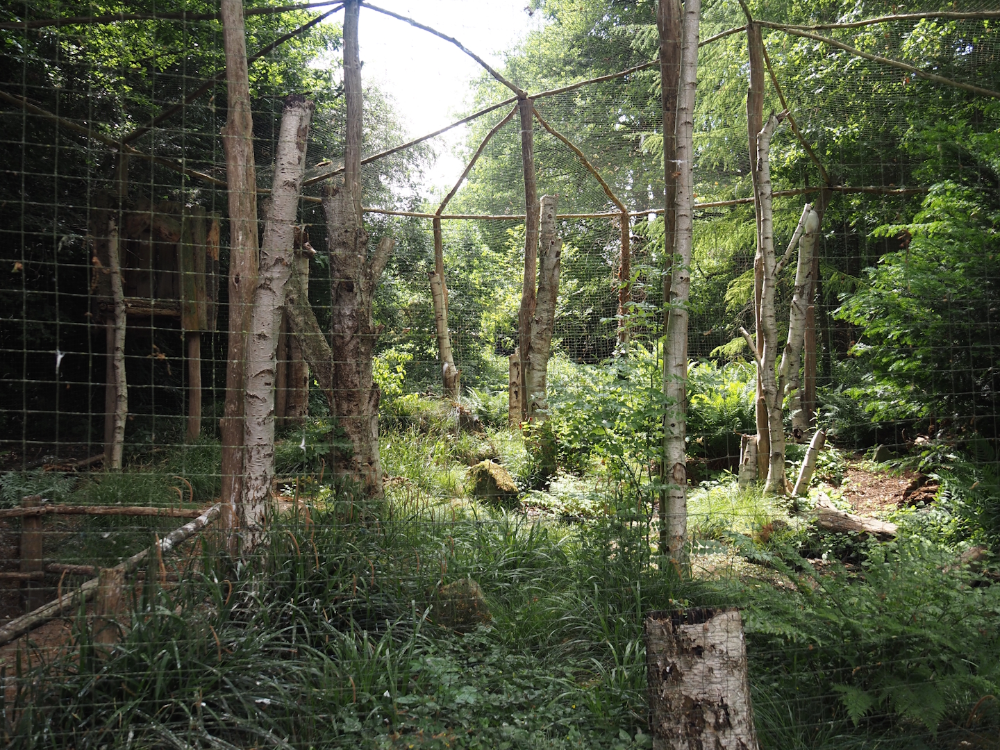Snowy owl aviary, 2025-05-22