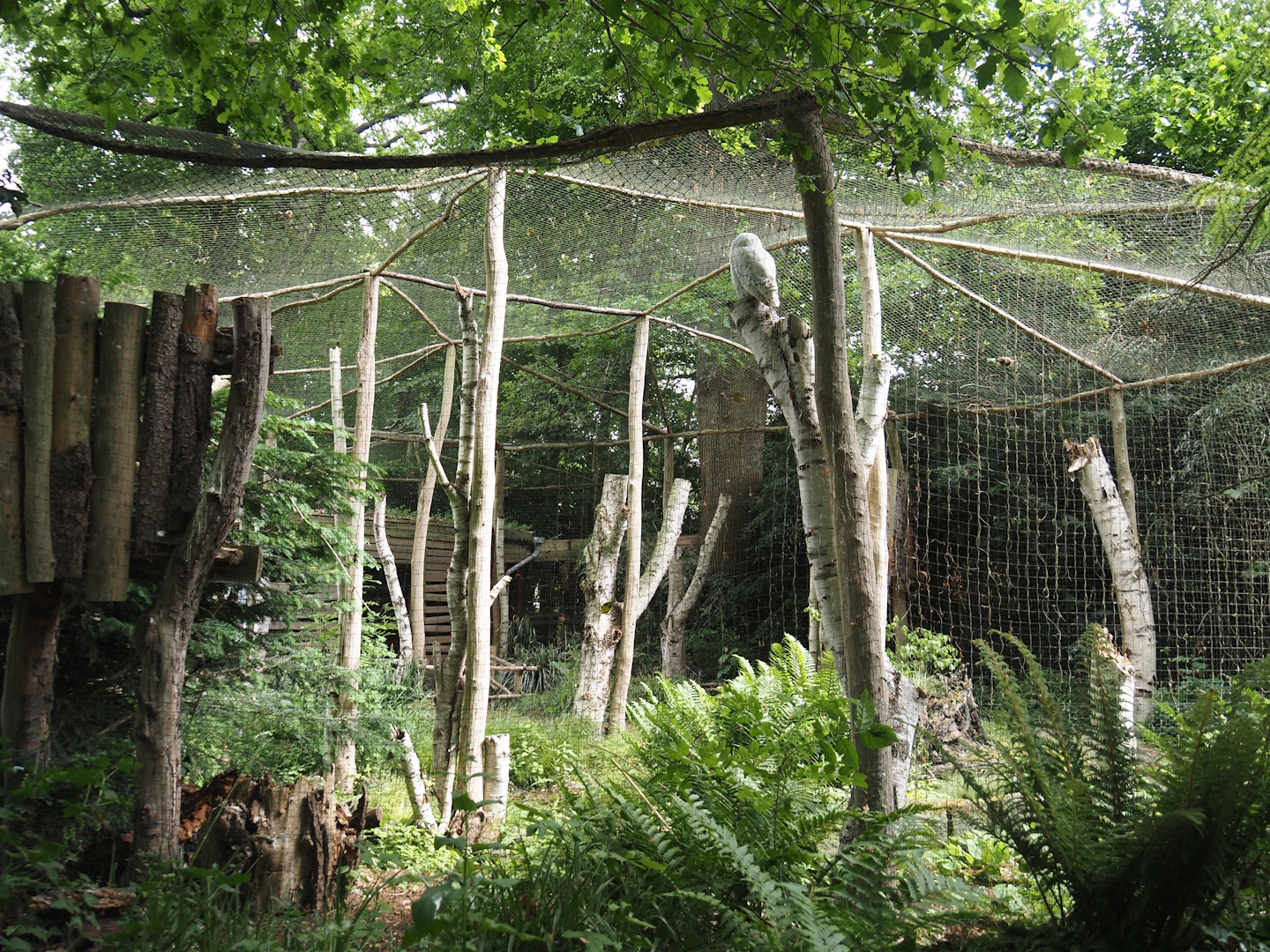 Snowy owl aviary, 2025-05-22