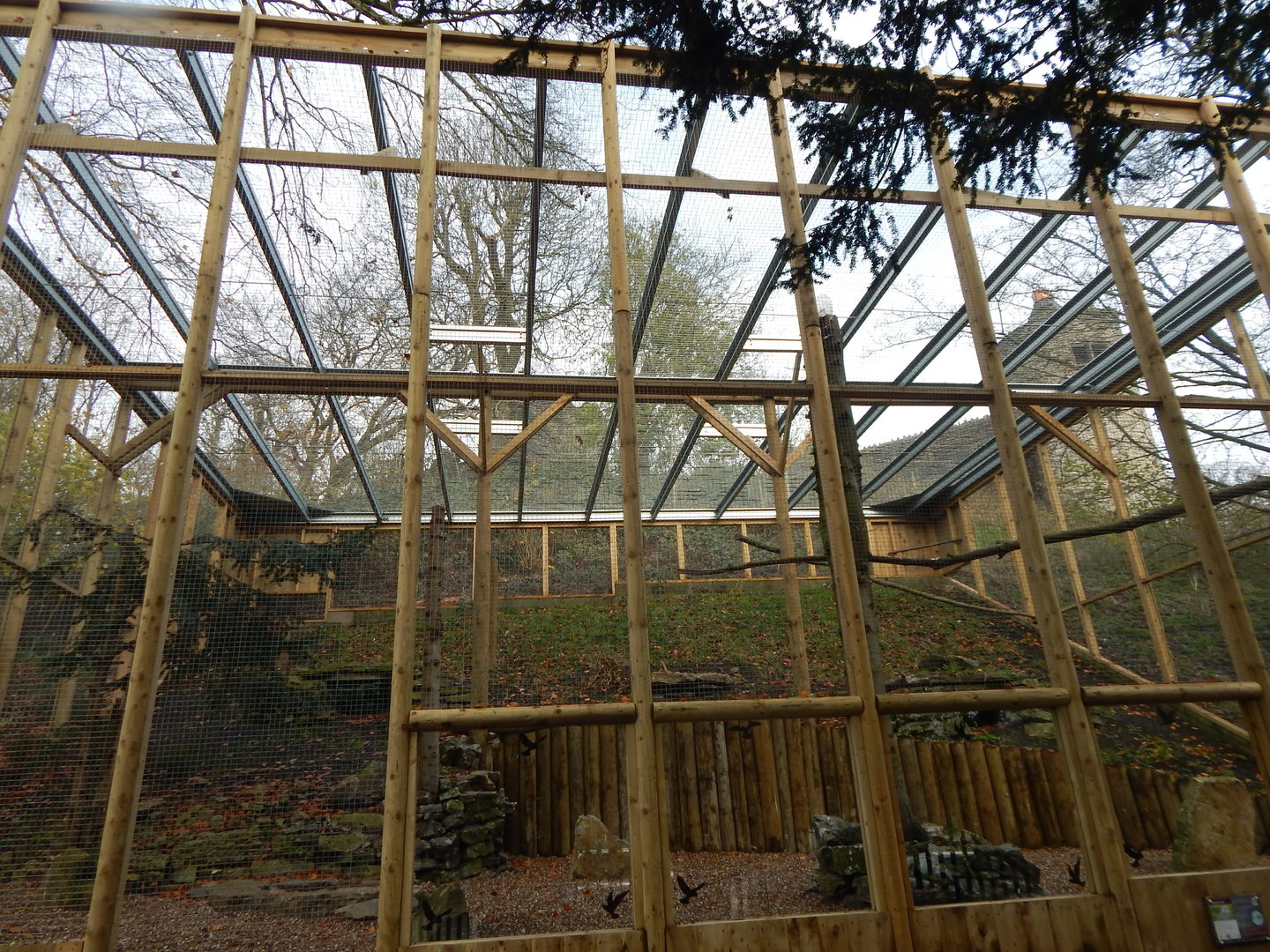 Snowy owl aviary 241122
