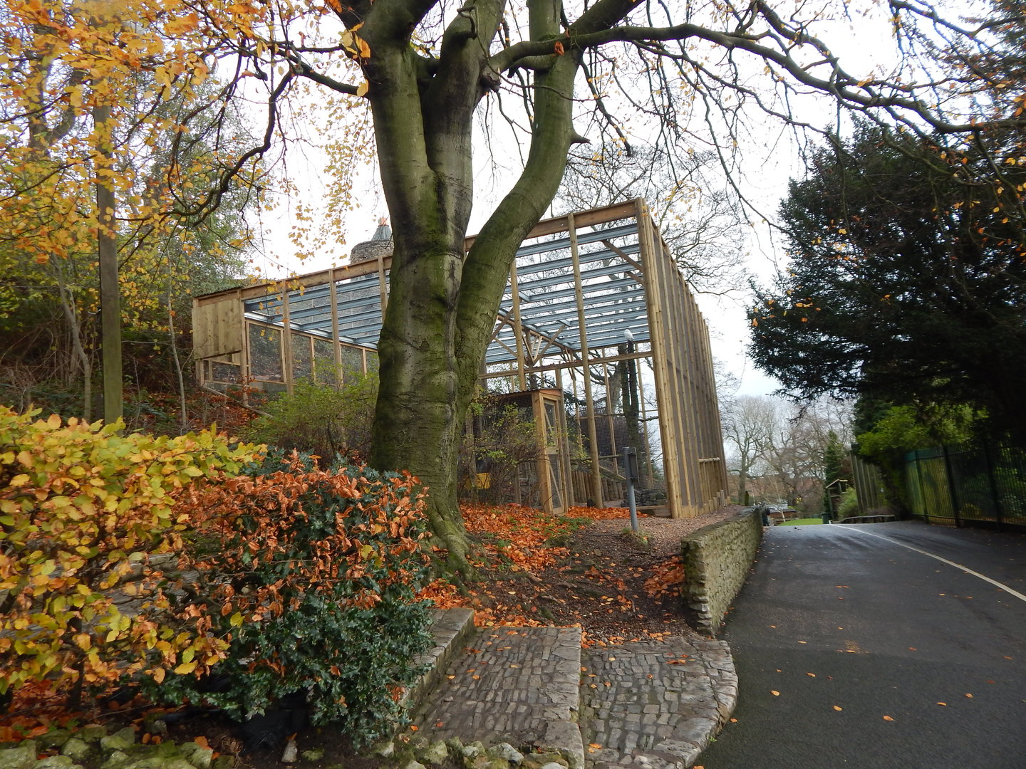 Snowy owl aviary 241122