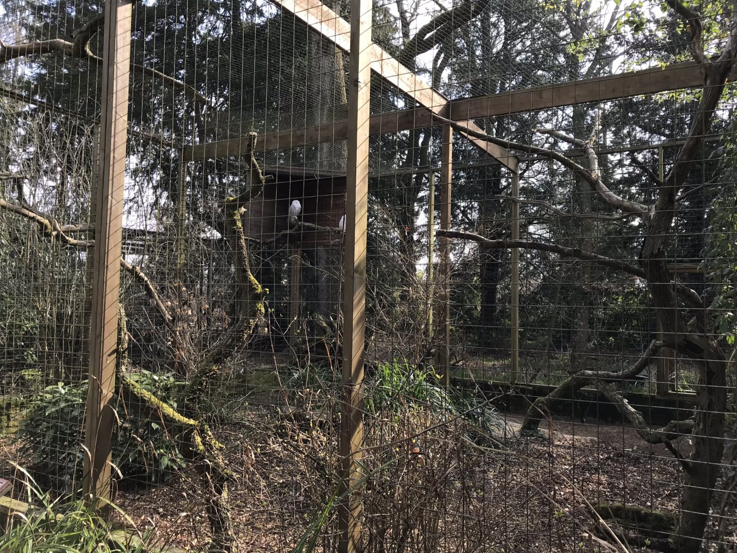 Snowy owl aviary 250318