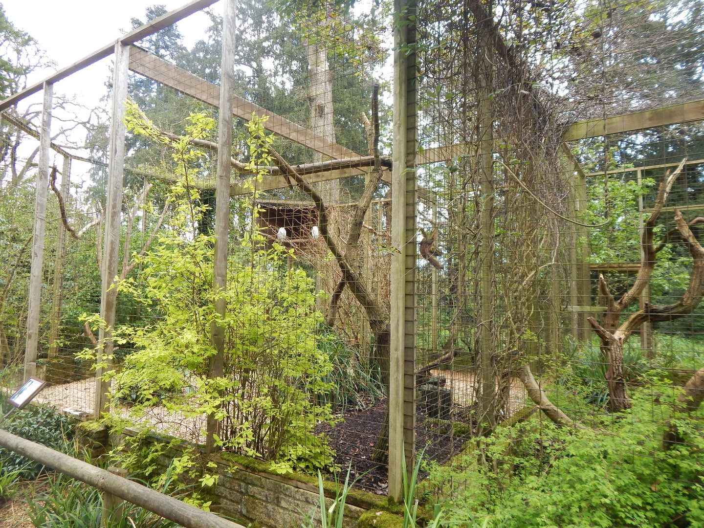 Snowy owl aviary 280423