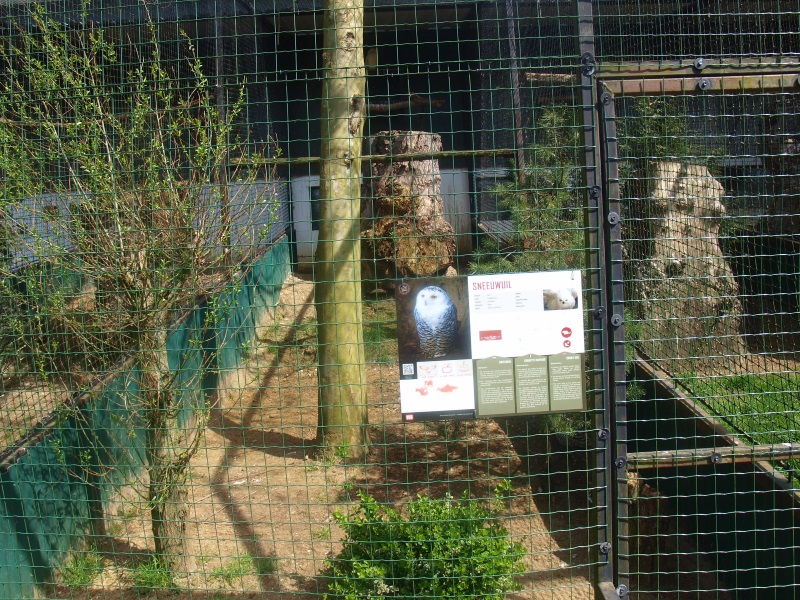 Snowy owl aviary (April 19th, 2015)