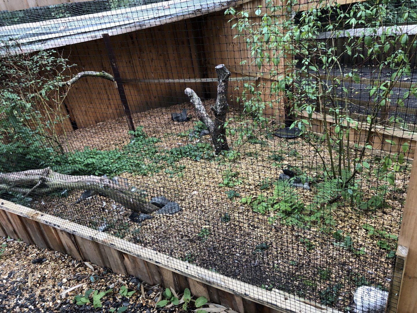Snowy Owl Aviary at Northumberland Country Zoo (September 2021)