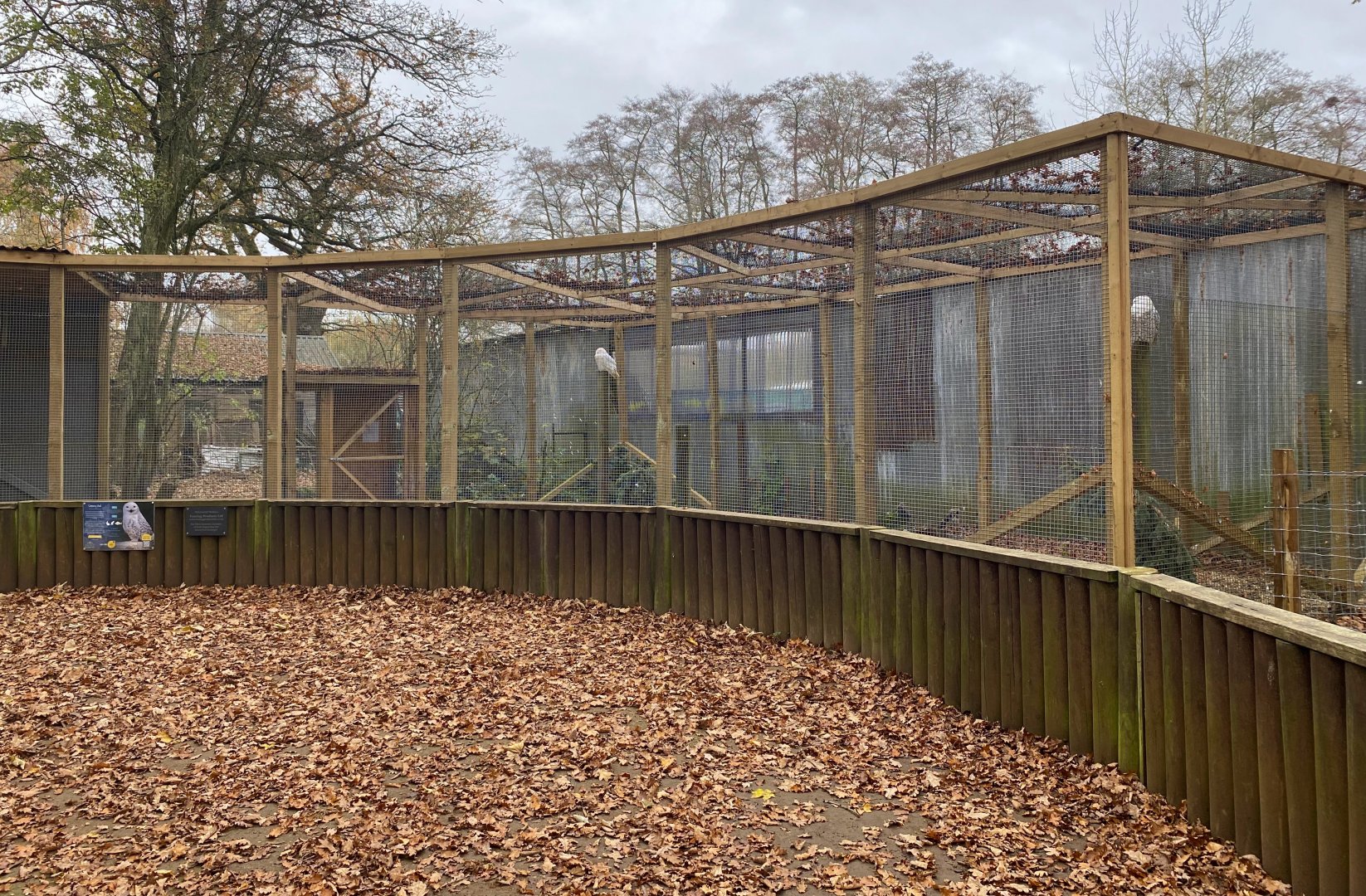 Snowy owl aviary, Beale Park, UK