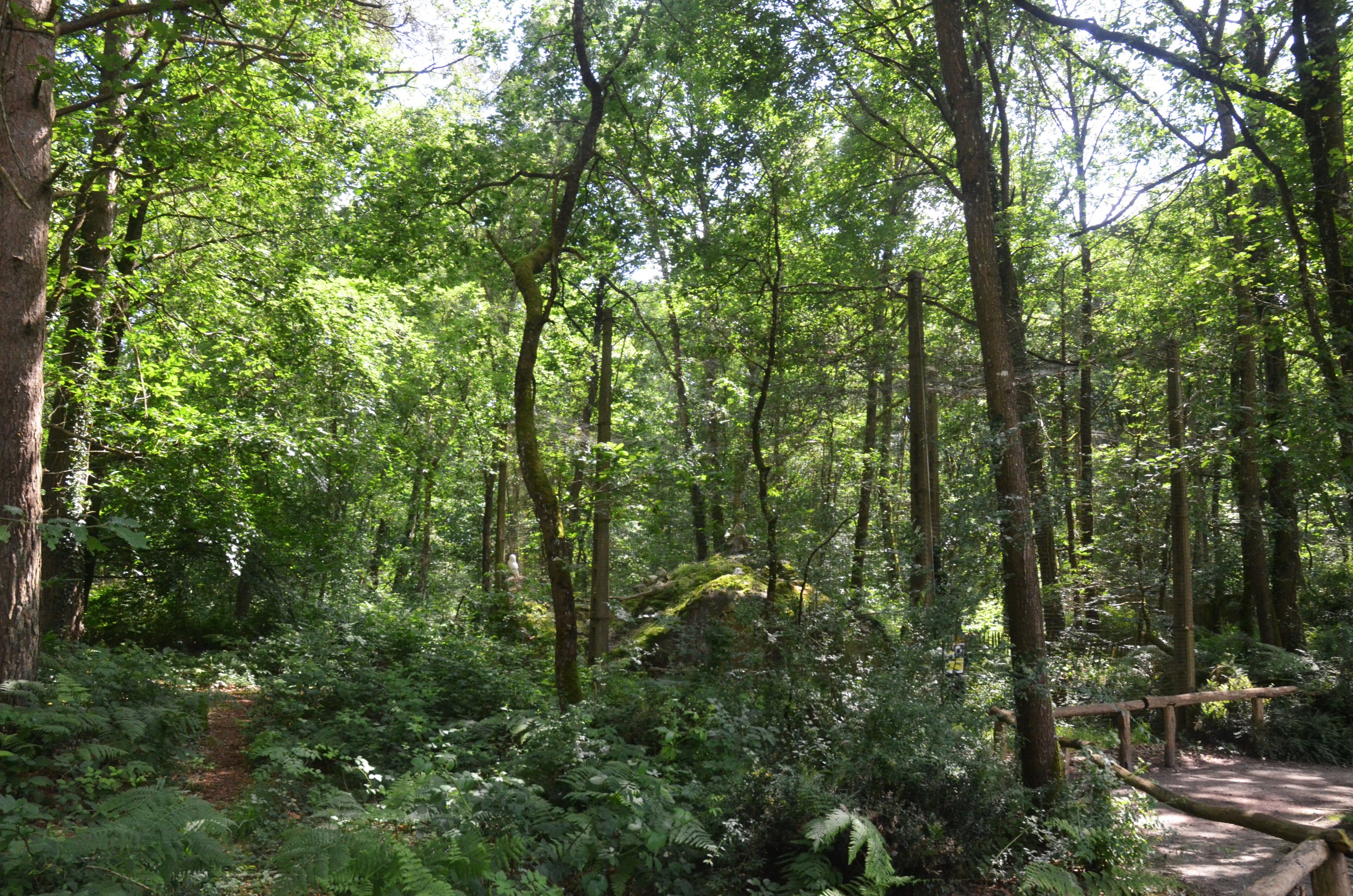 Snowy Owl Aviary in the Landscape at Pescheray, 13/06/18