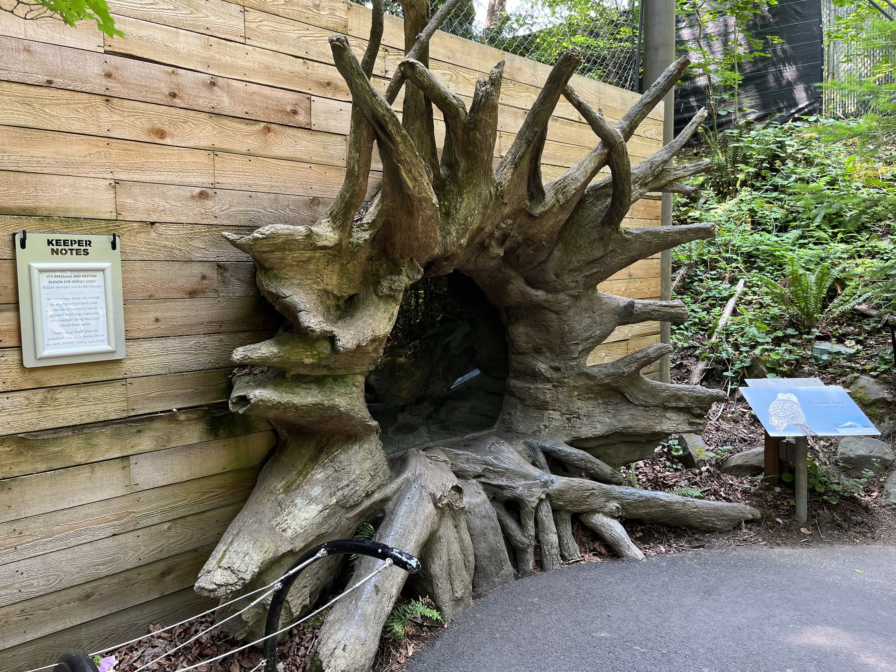 Snowy Owl Aviary - viewing area