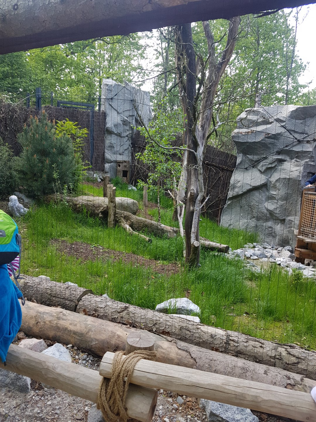 Snowy Owl Aviary with natural Barrier for Visitors