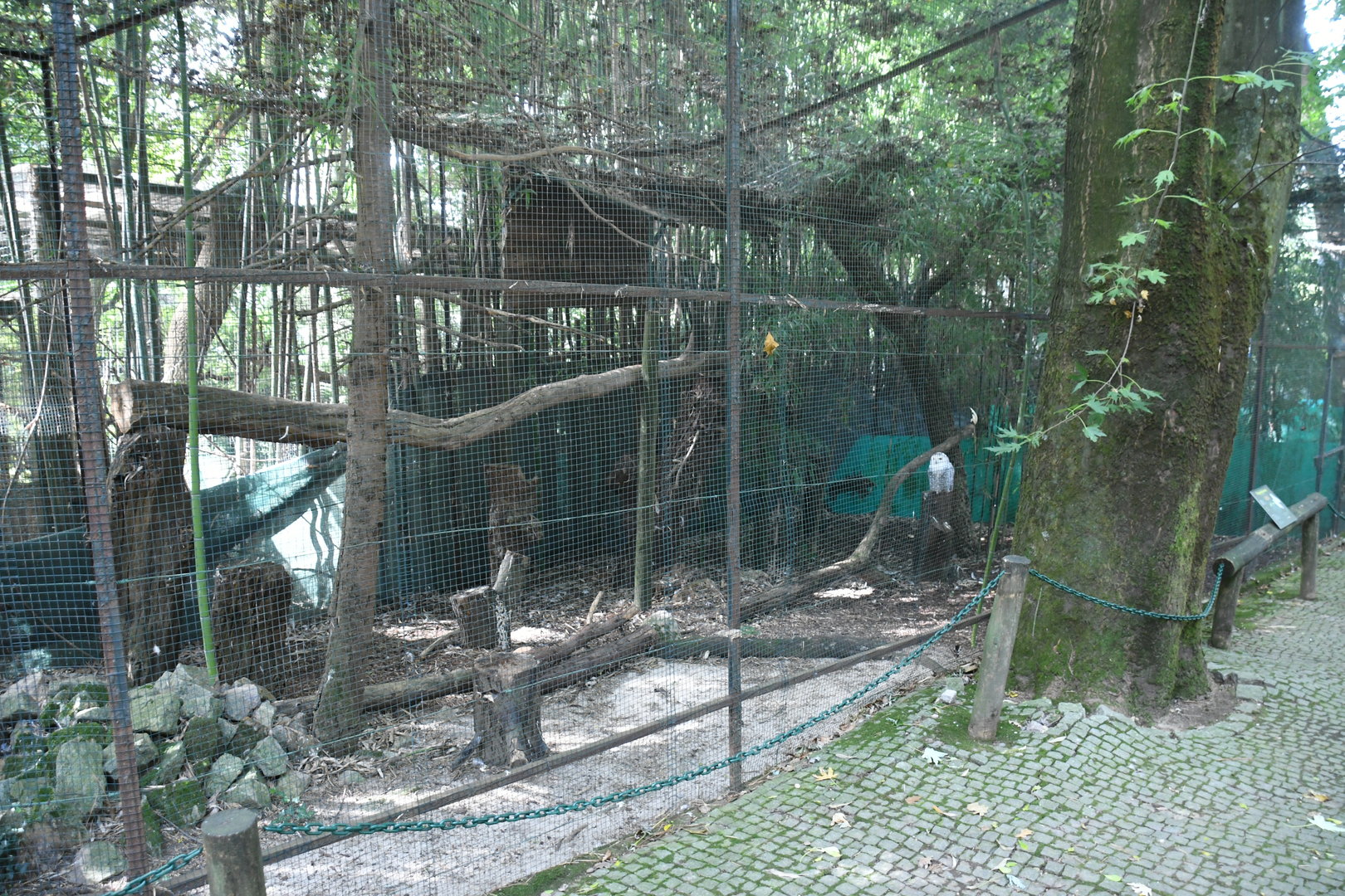 Snowy Owl Aviary (Zoo Lourosa)