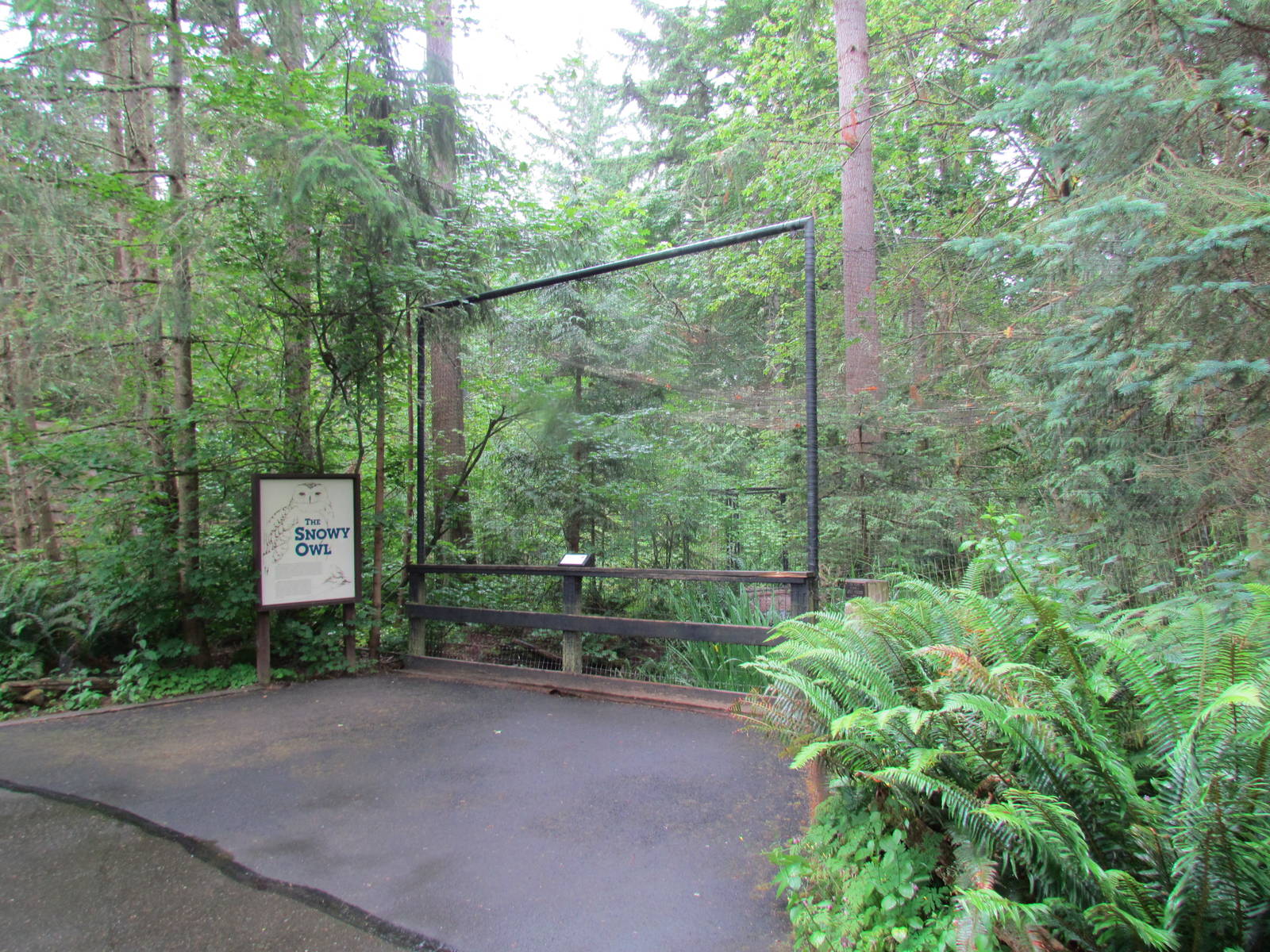Snowy Owl Aviary