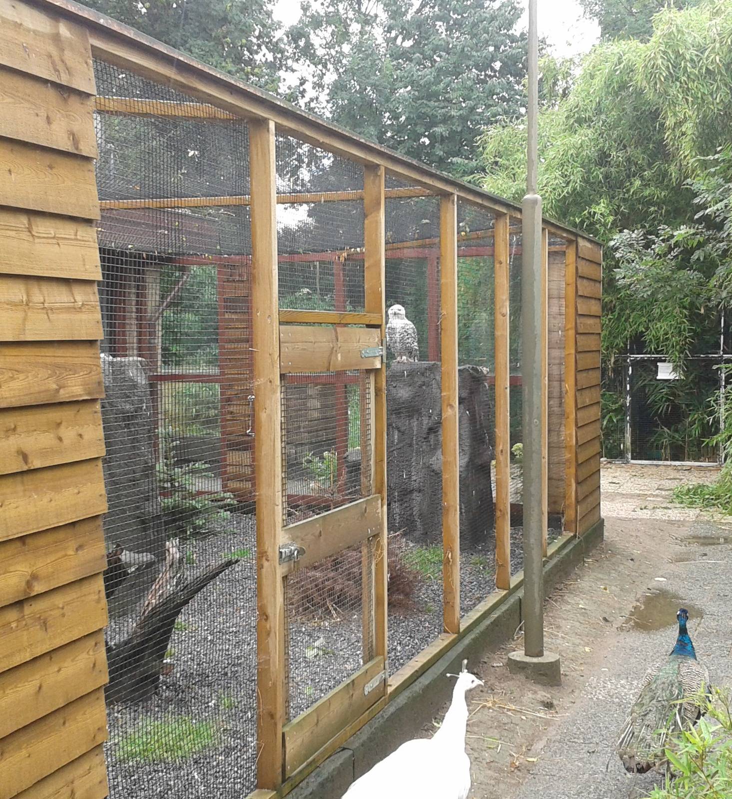 Snowy owl aviary