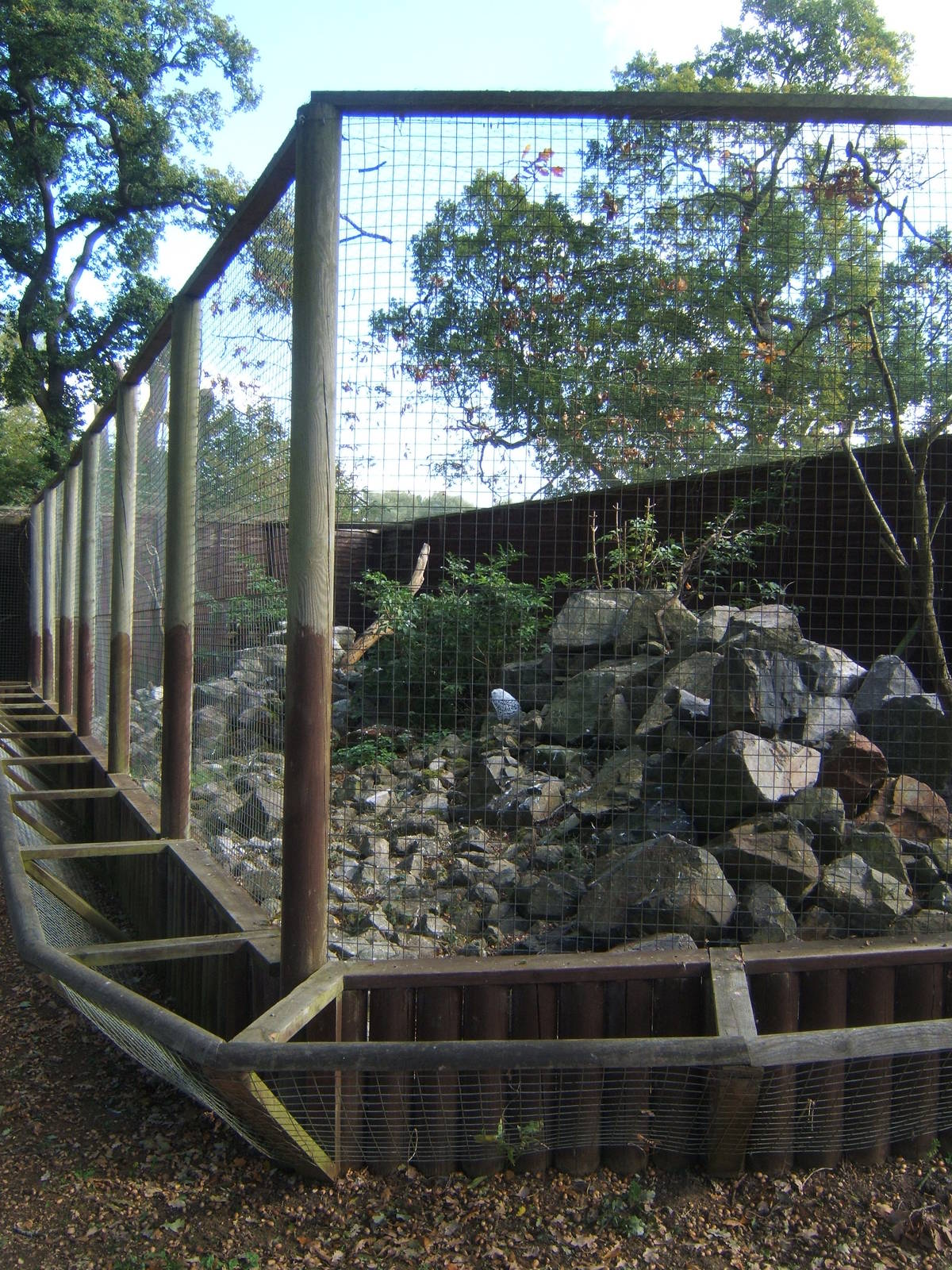 Snowy Owl Aviary