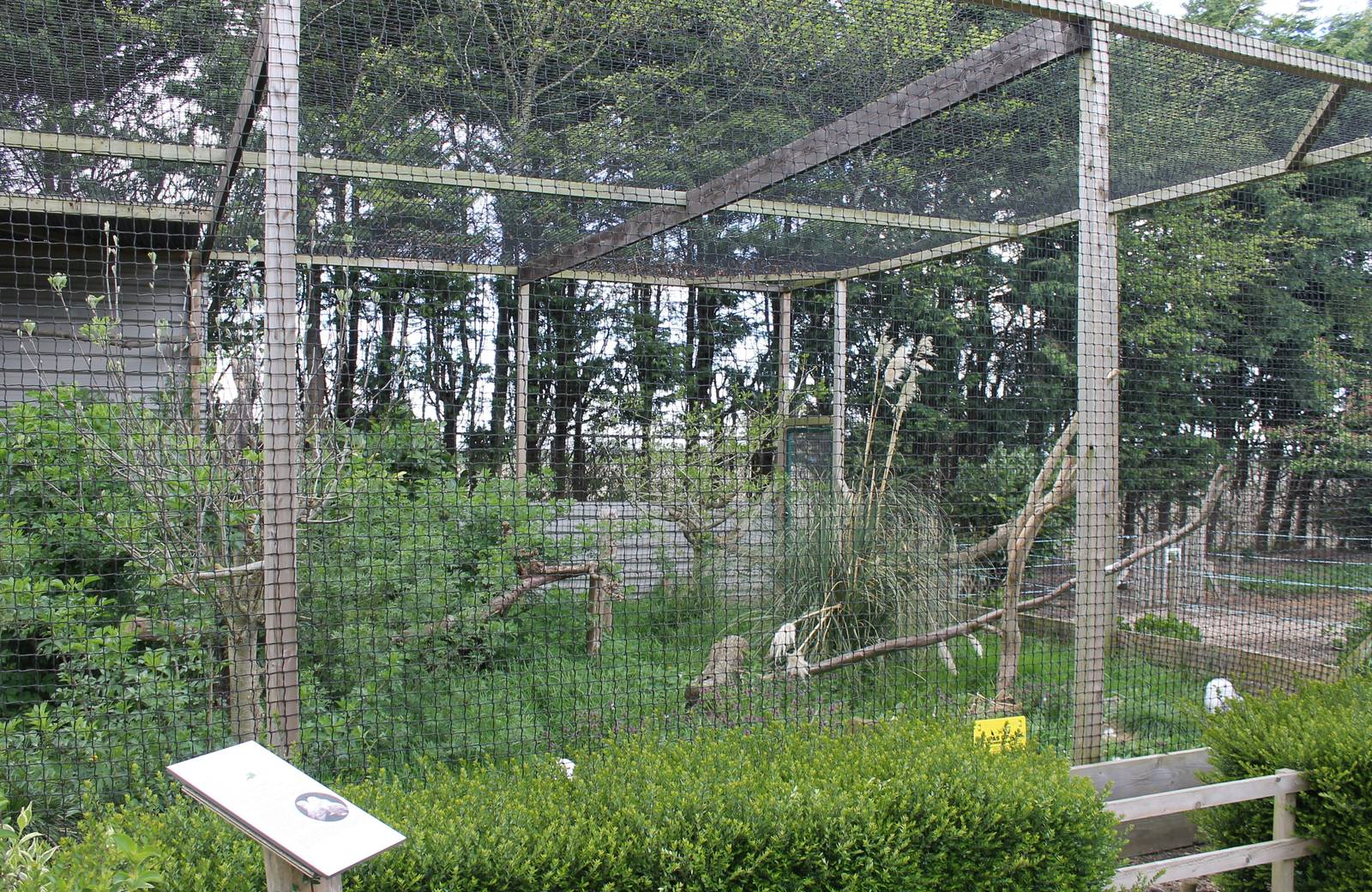 Snowy owl aviary