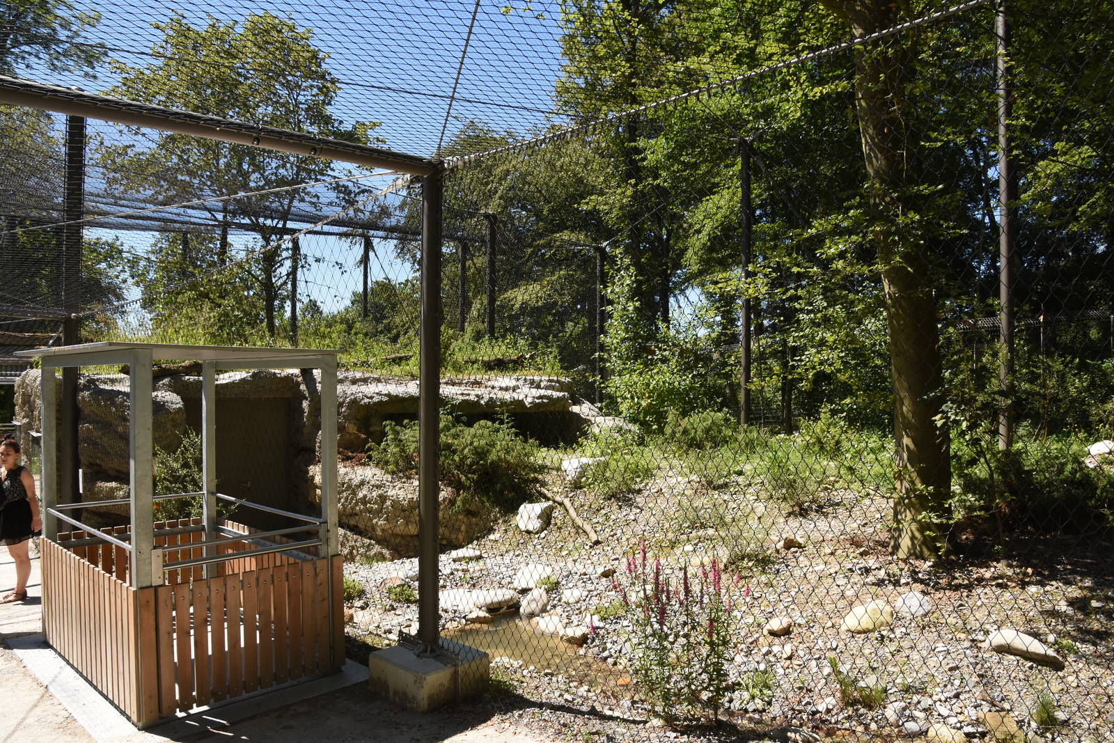 Snowy owl aviary