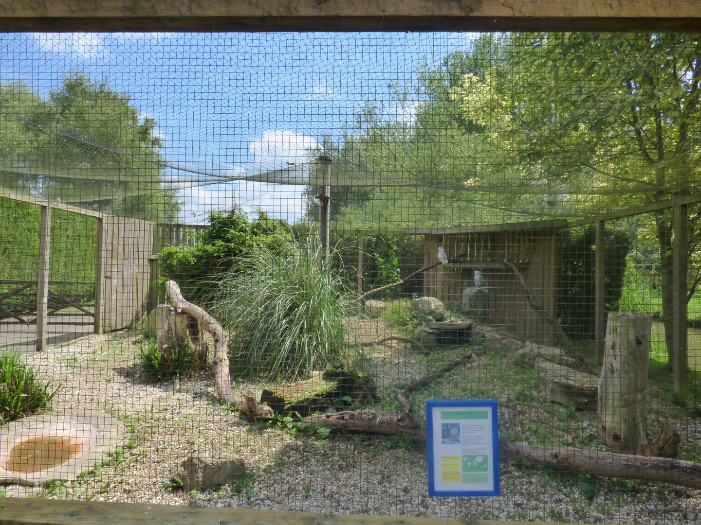 Snowy Owl Aviary