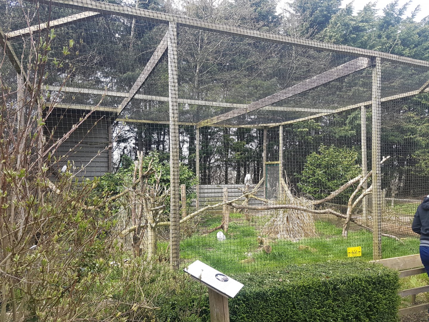 Snowy owl-aviary