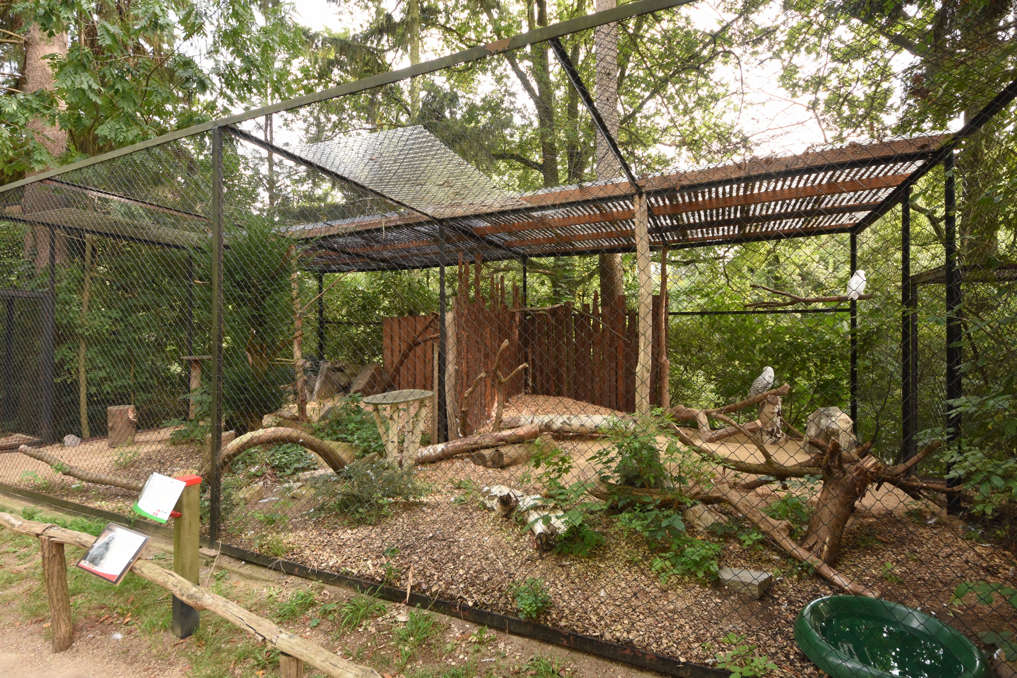 Snowy owl aviary