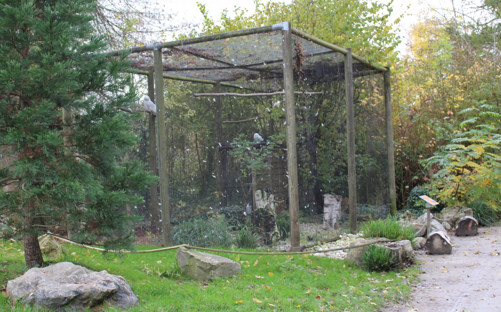 Snowy owl aviary