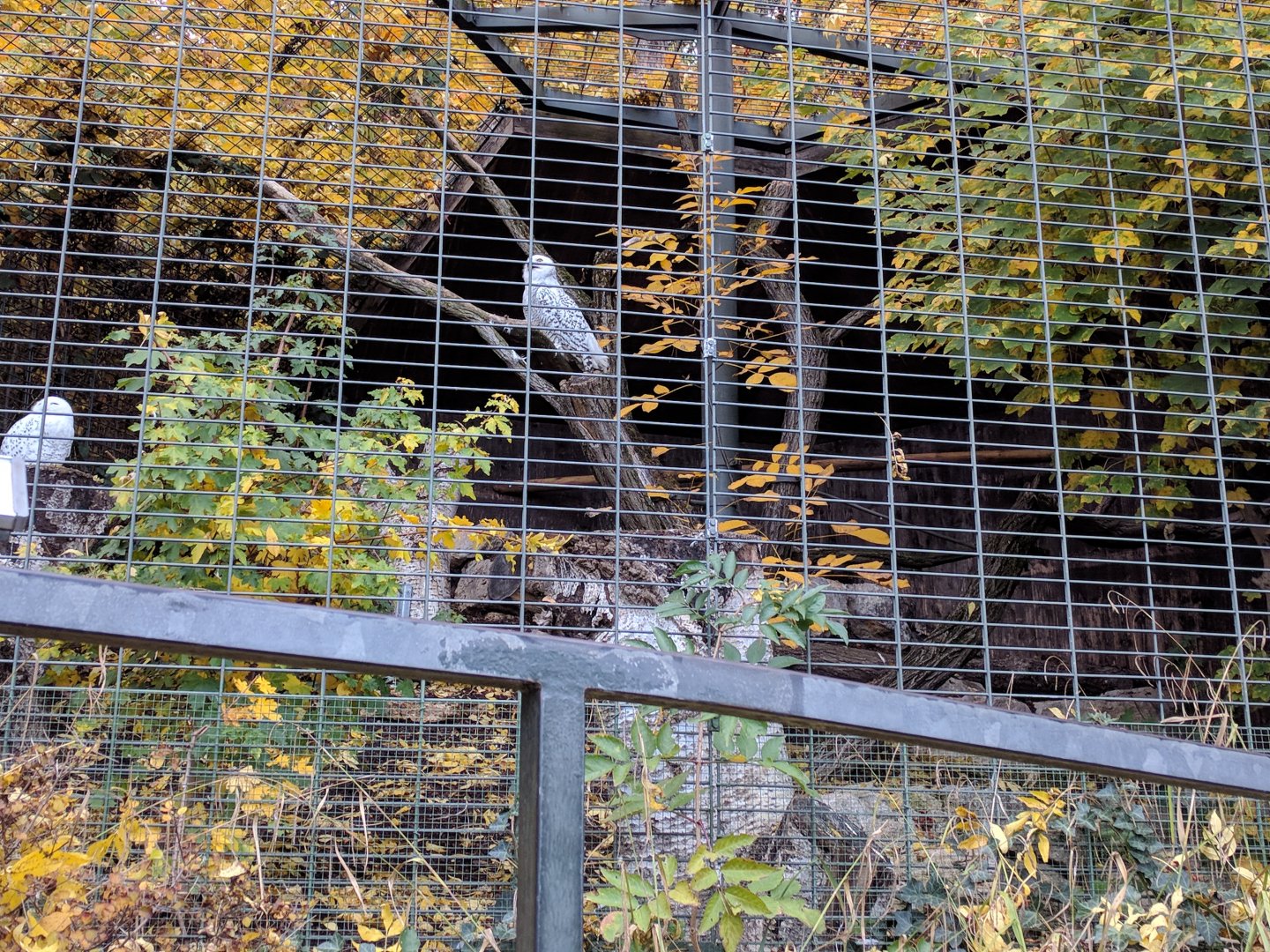 Snowy owl Aviary