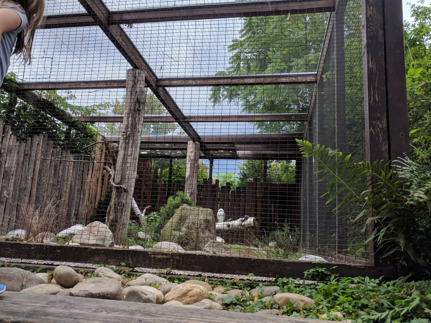 Snowy Owl Aviary