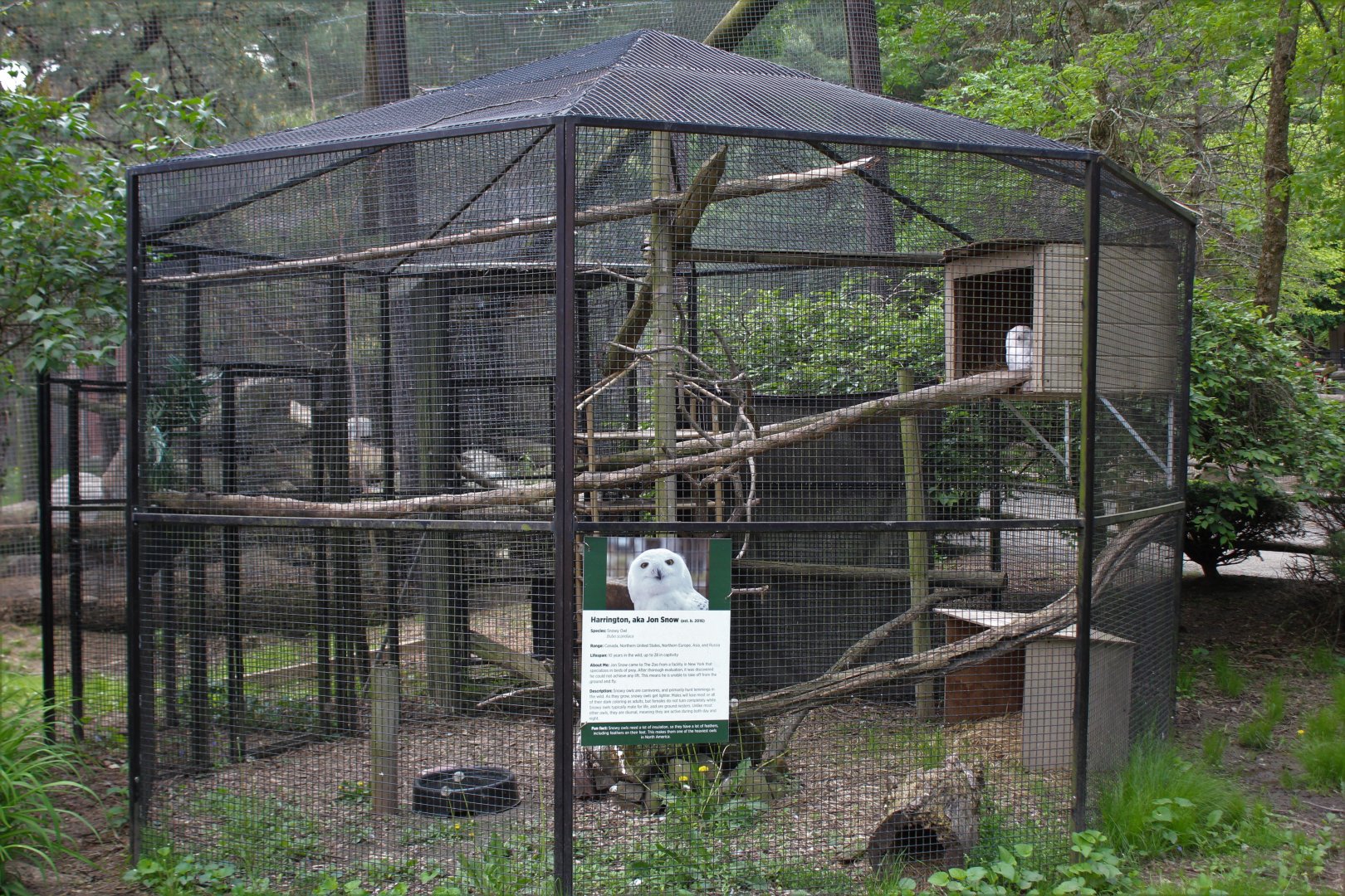 Snowy Owl Aviary