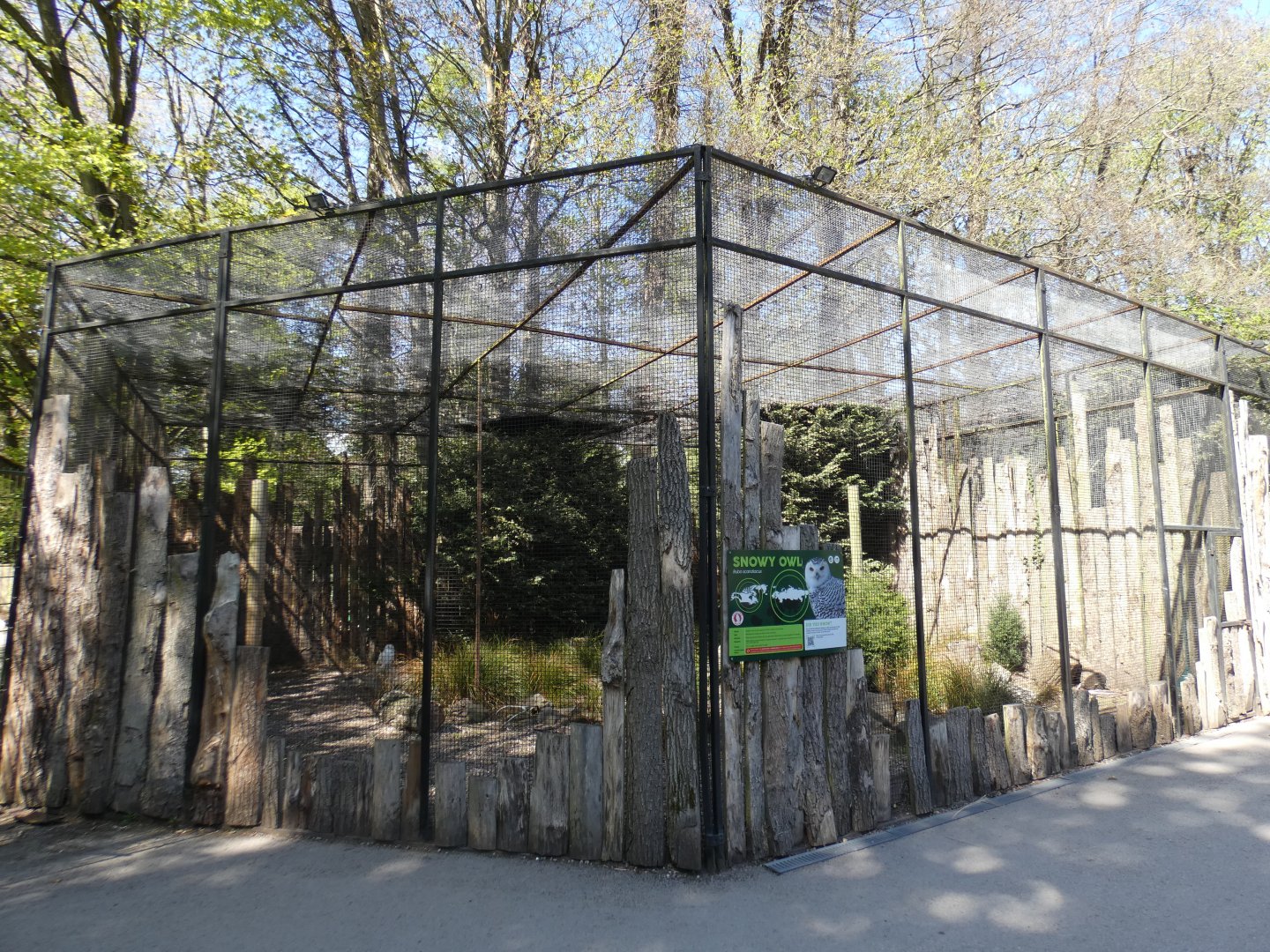 Snowy owl aviary
