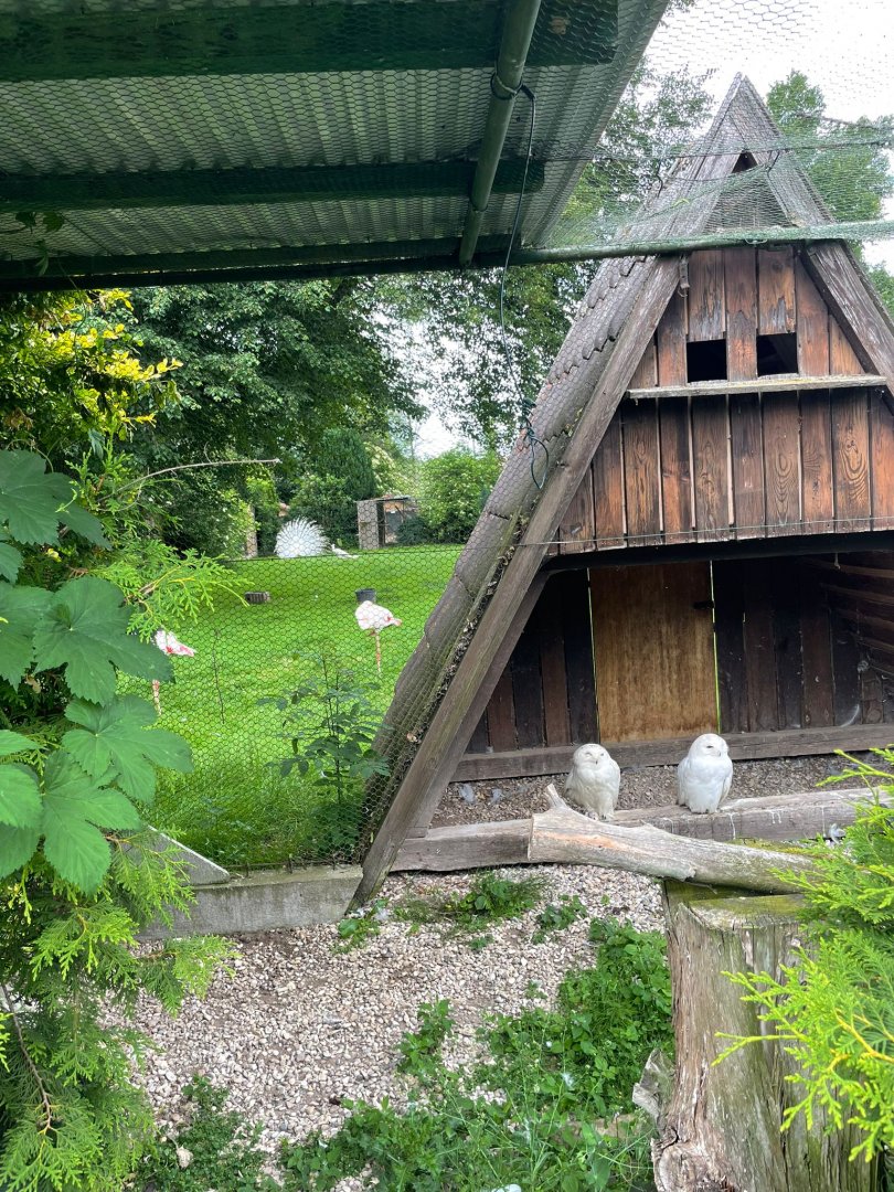 Snowy Owl Aviary