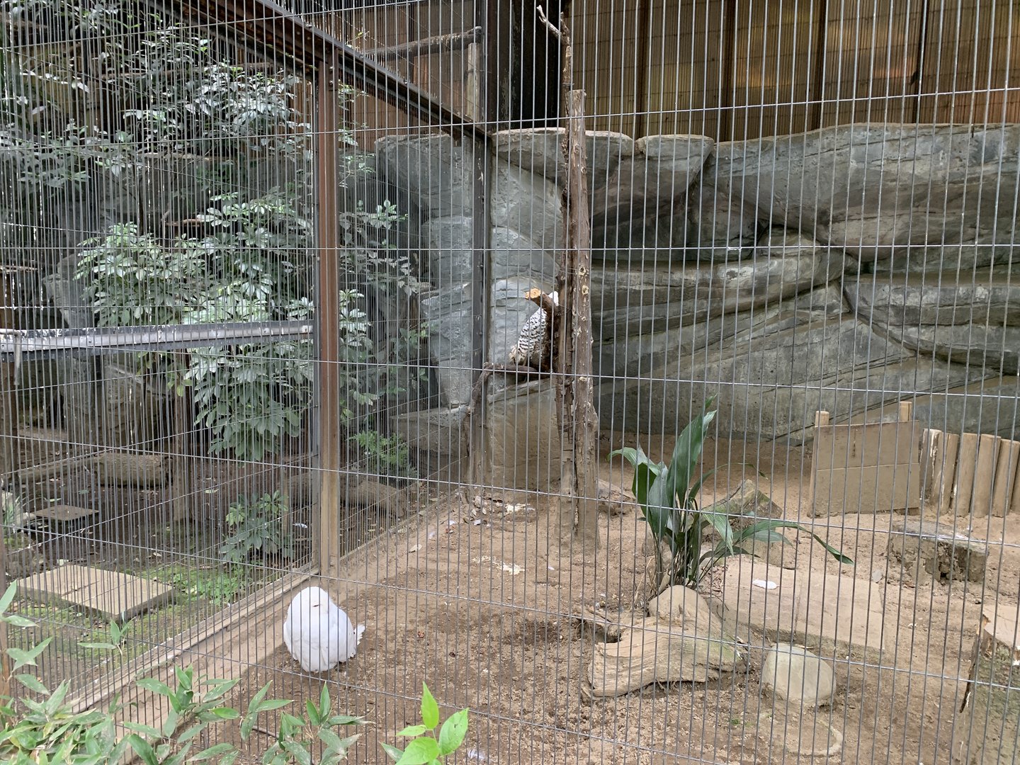Snowy Owl Aviary