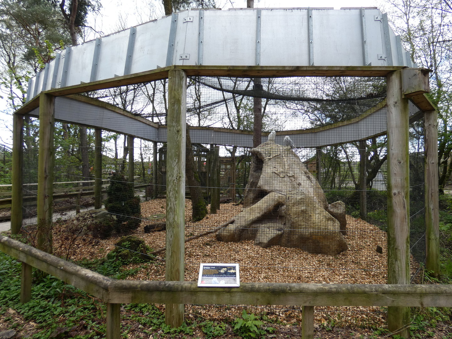 Snowy owl aviary