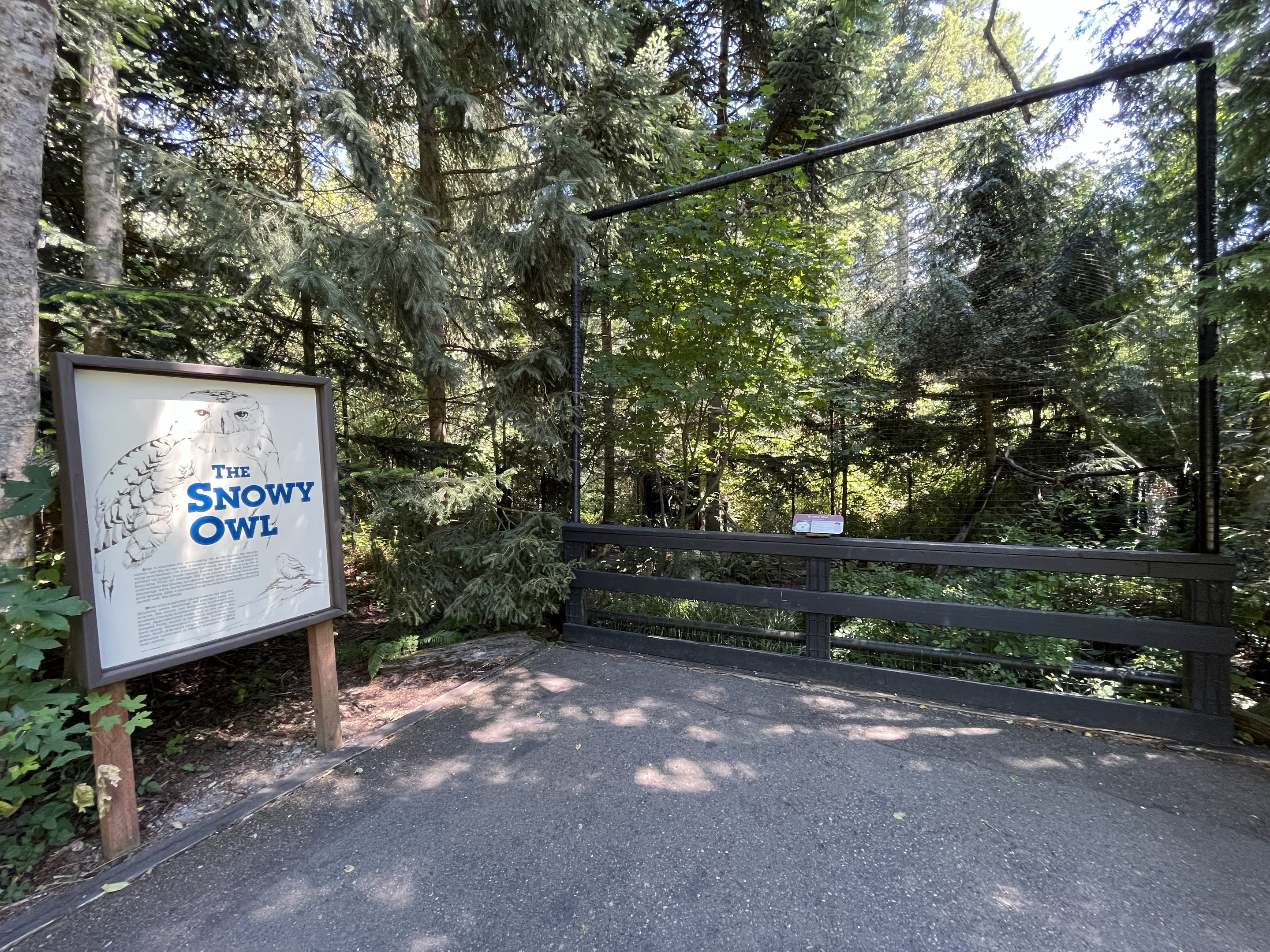 Snowy Owl Aviary