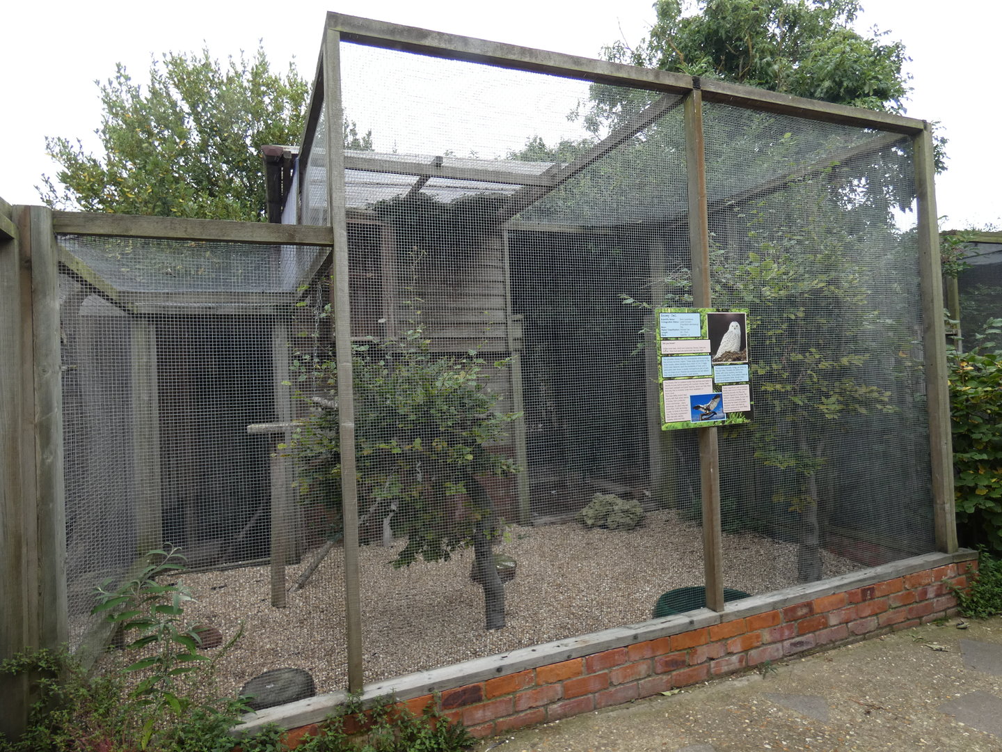 Snowy owl aviary
