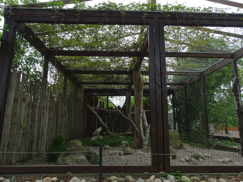 Snowy owl aviary