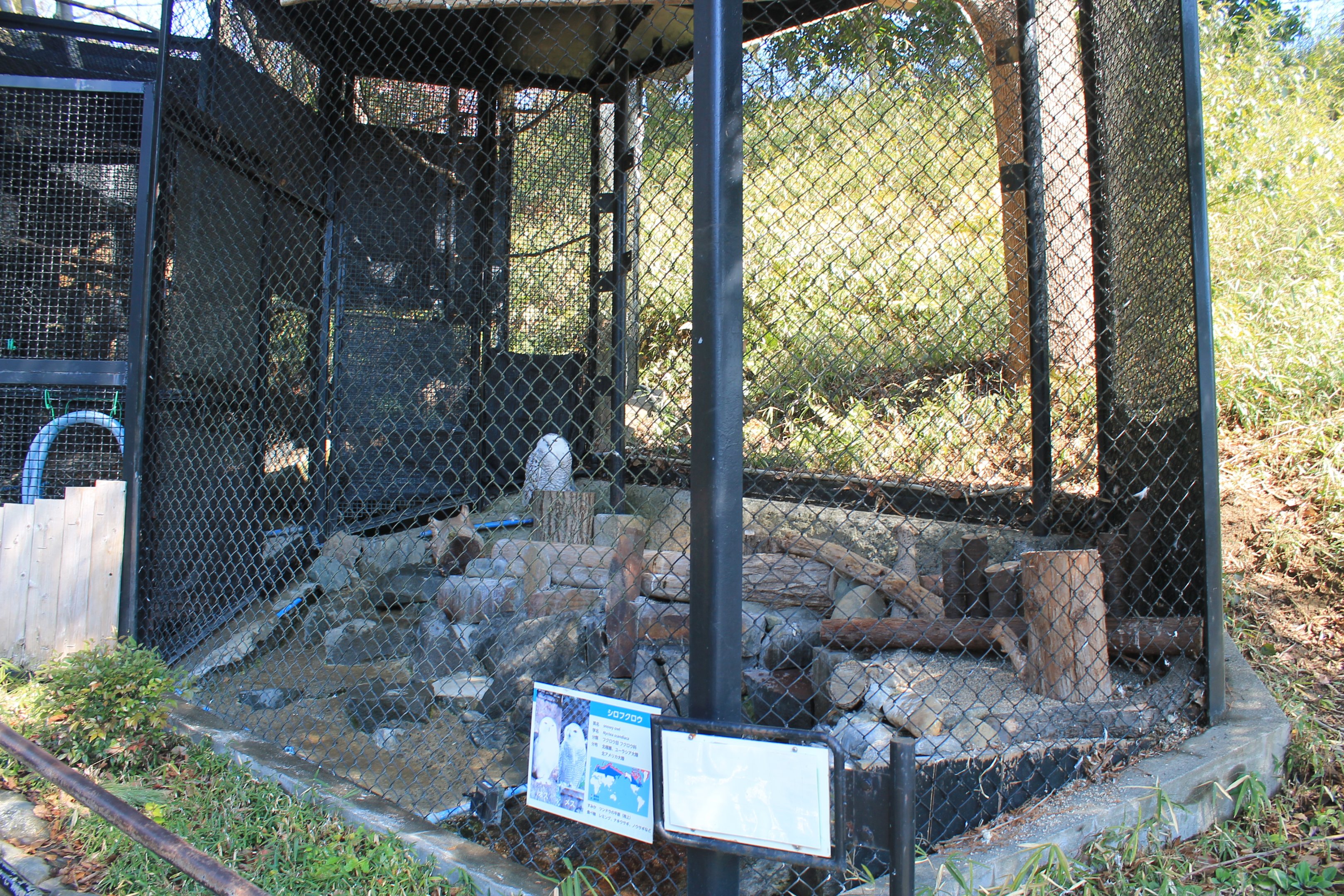 Snowy Owl aviary