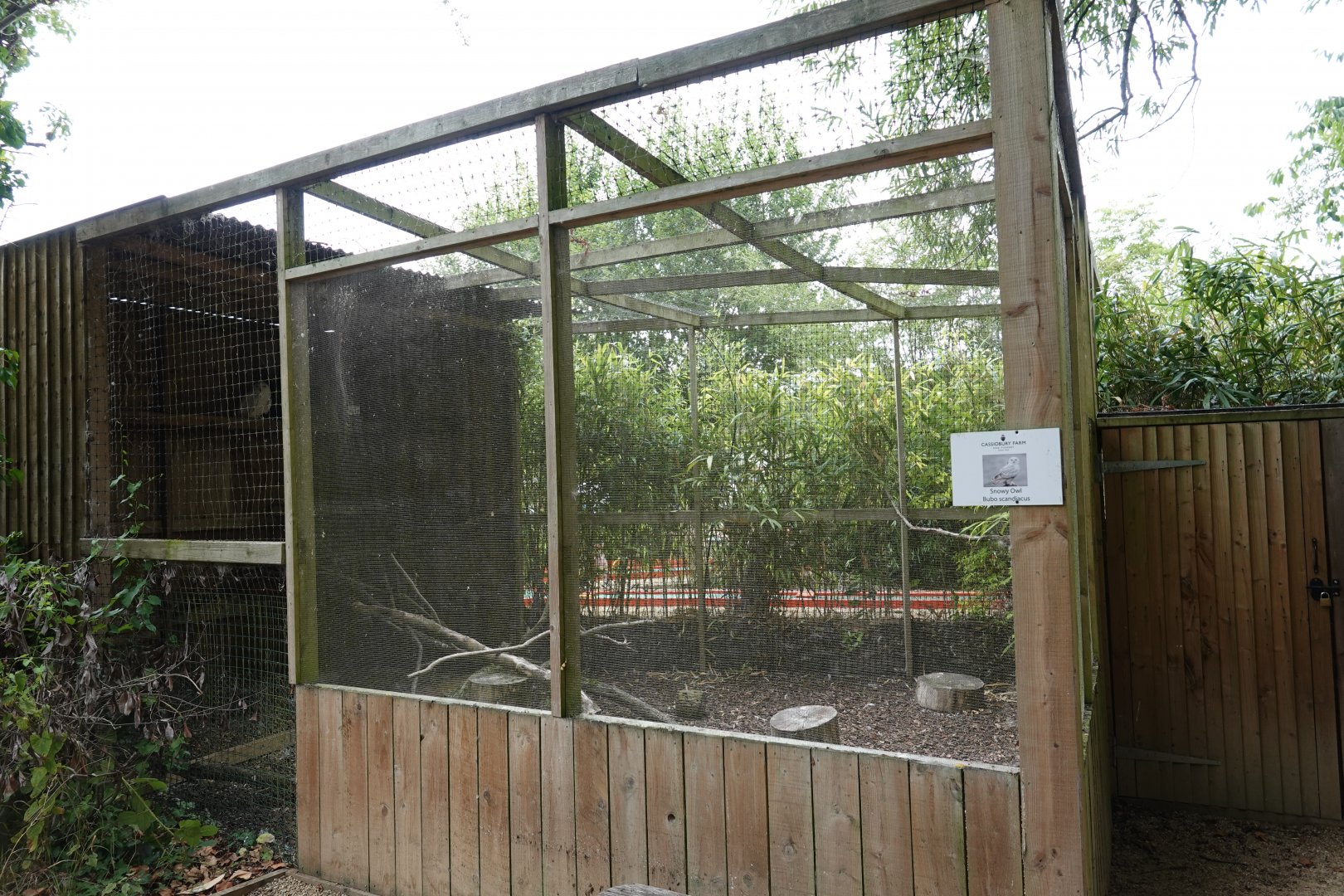 Snowy owl aviary
