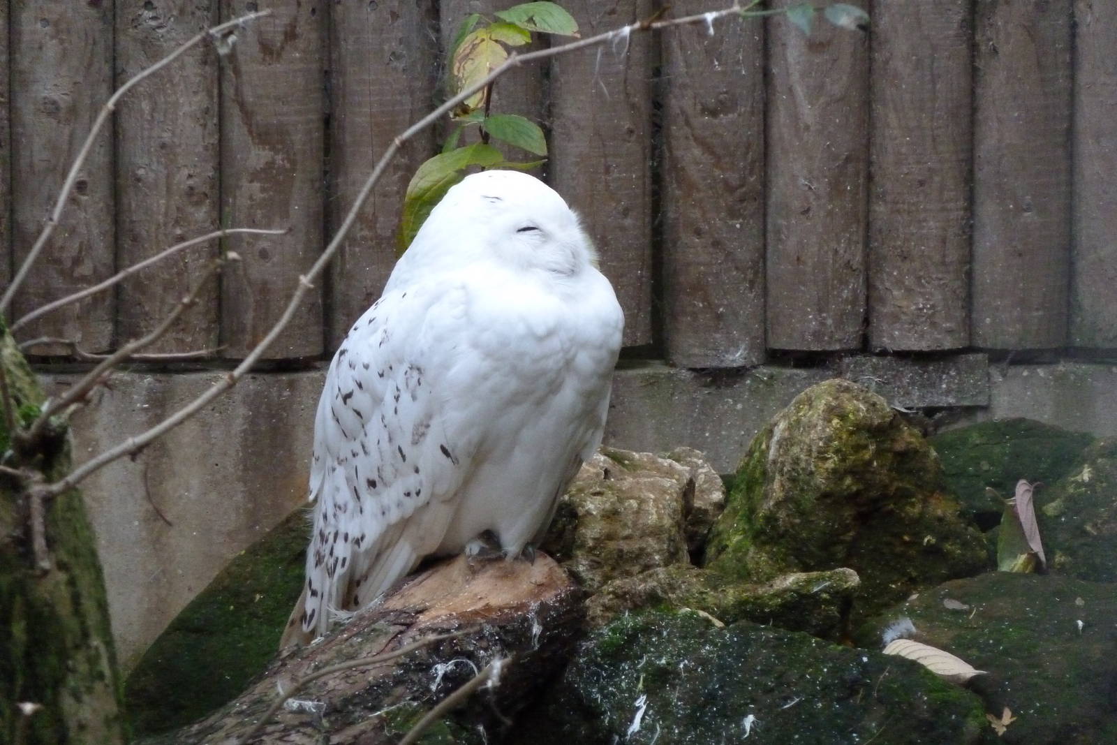 Snowy Owl @ Banham