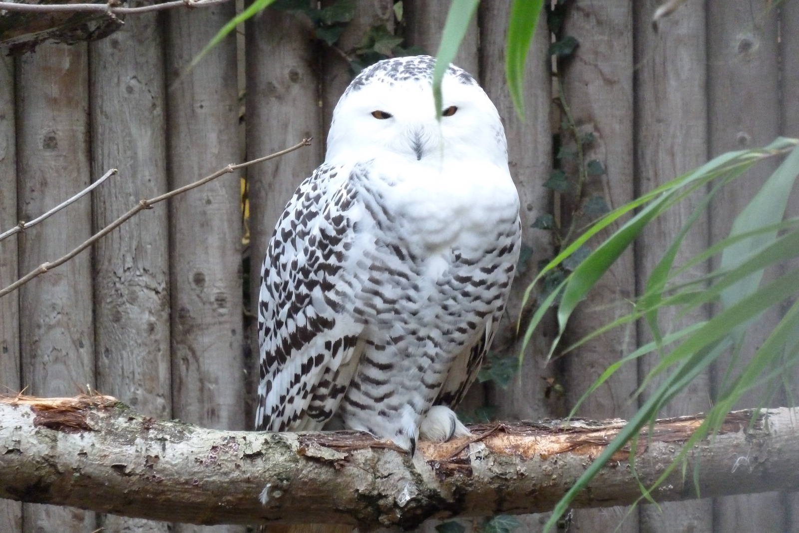 Snowy Owl @ Banham