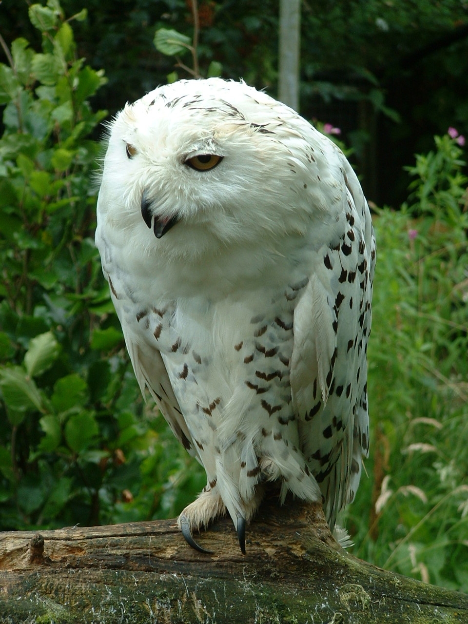 Snowy Owl - Beaver Water World - July 2006