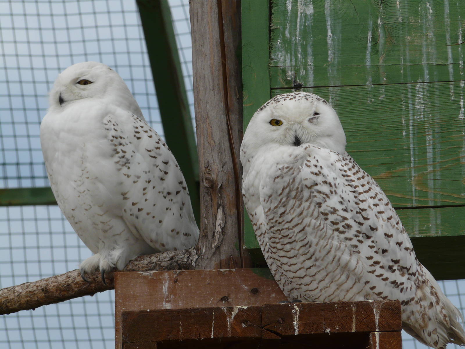 Snowy owl/ Bubo scandiaca