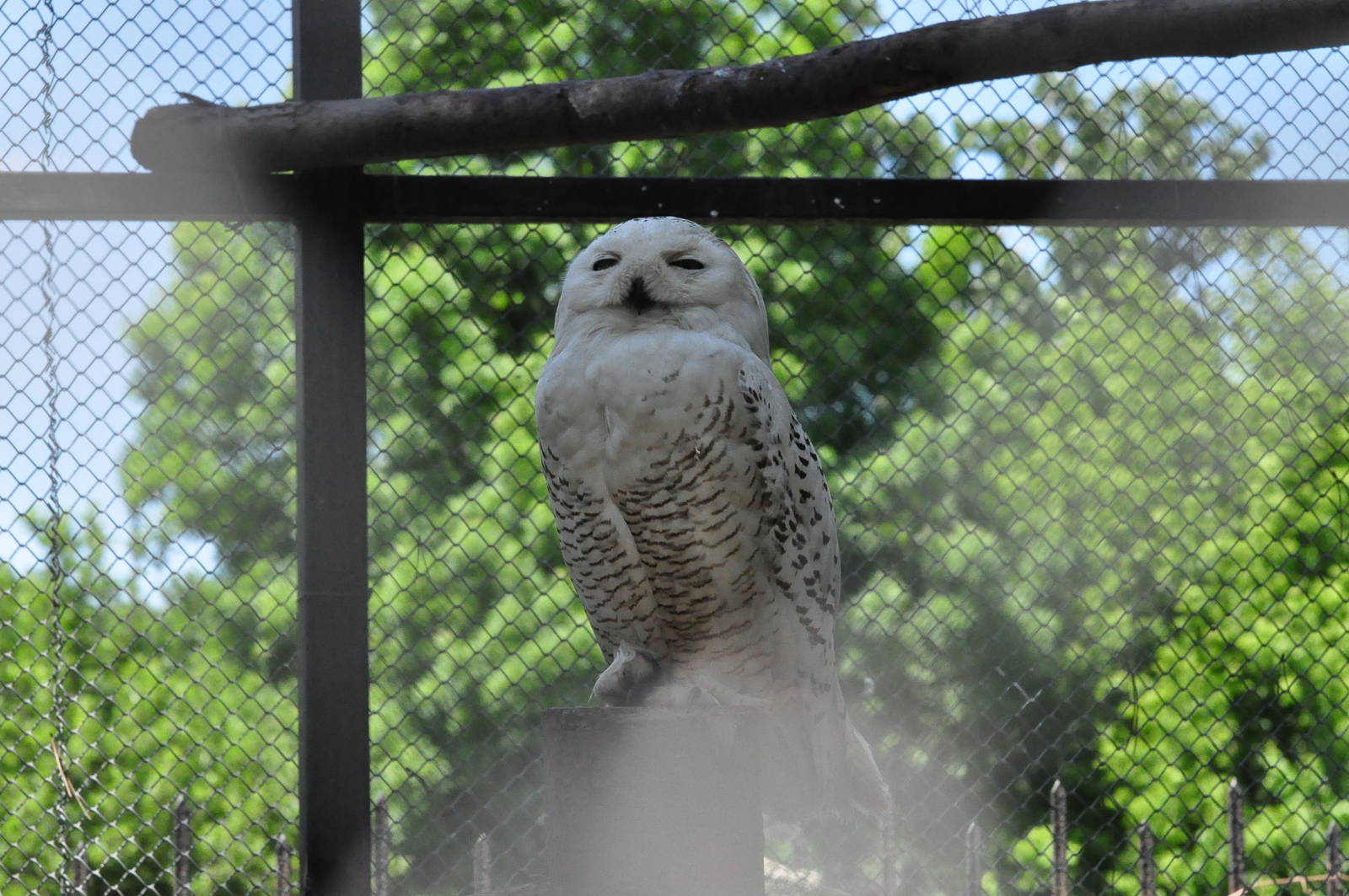 Snowy owl/ Bubo scandiaca