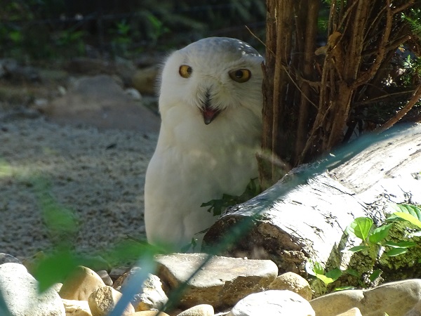 Snowy Owl (Bubo scandiacus) (07/22)