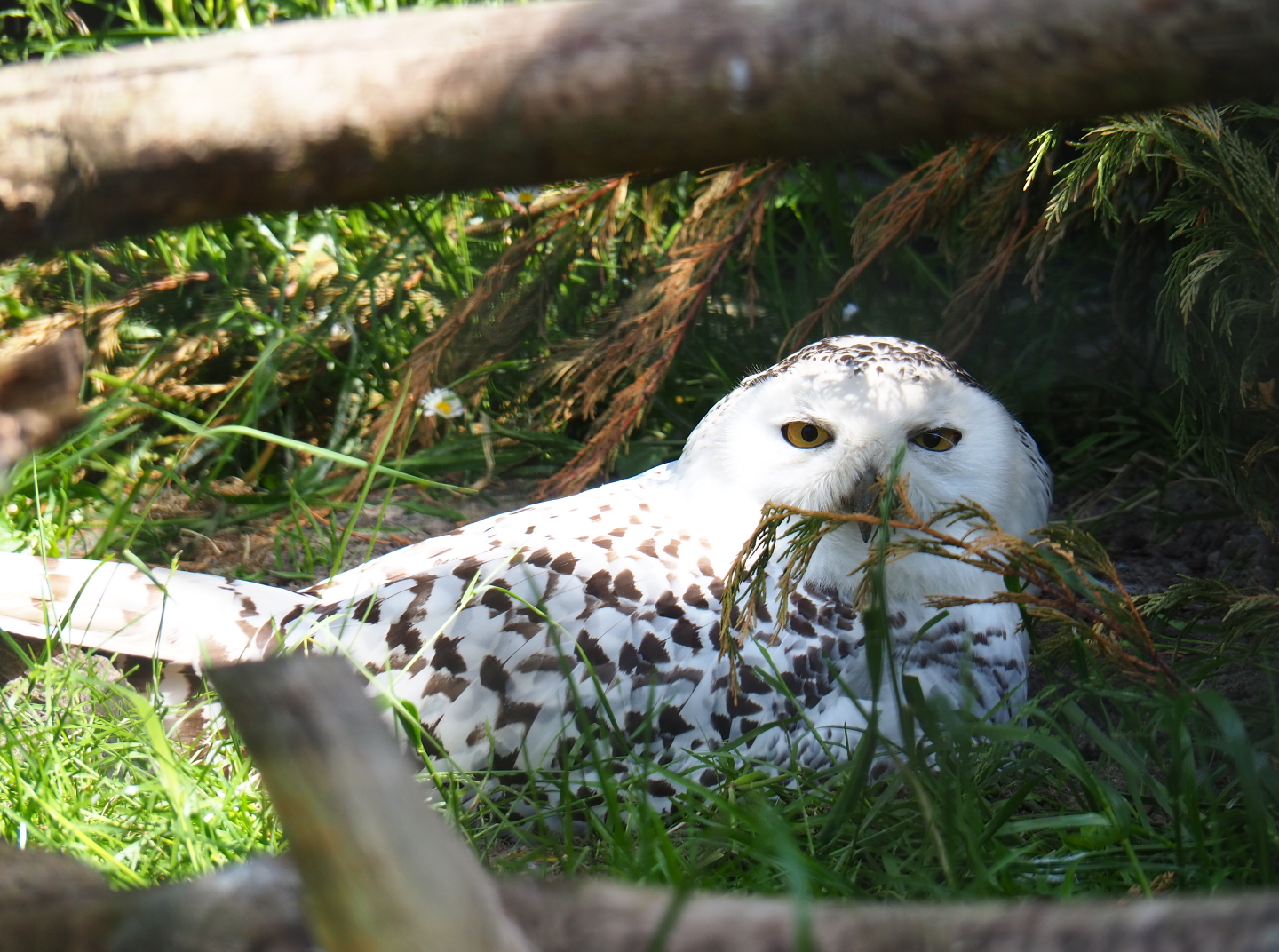 Snowy owl (Bubo scandiacus), 2019-06-01