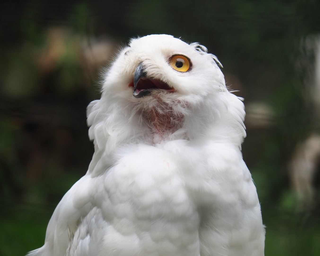 Snowy owl (Bubo scandiacus), 2019-08-11