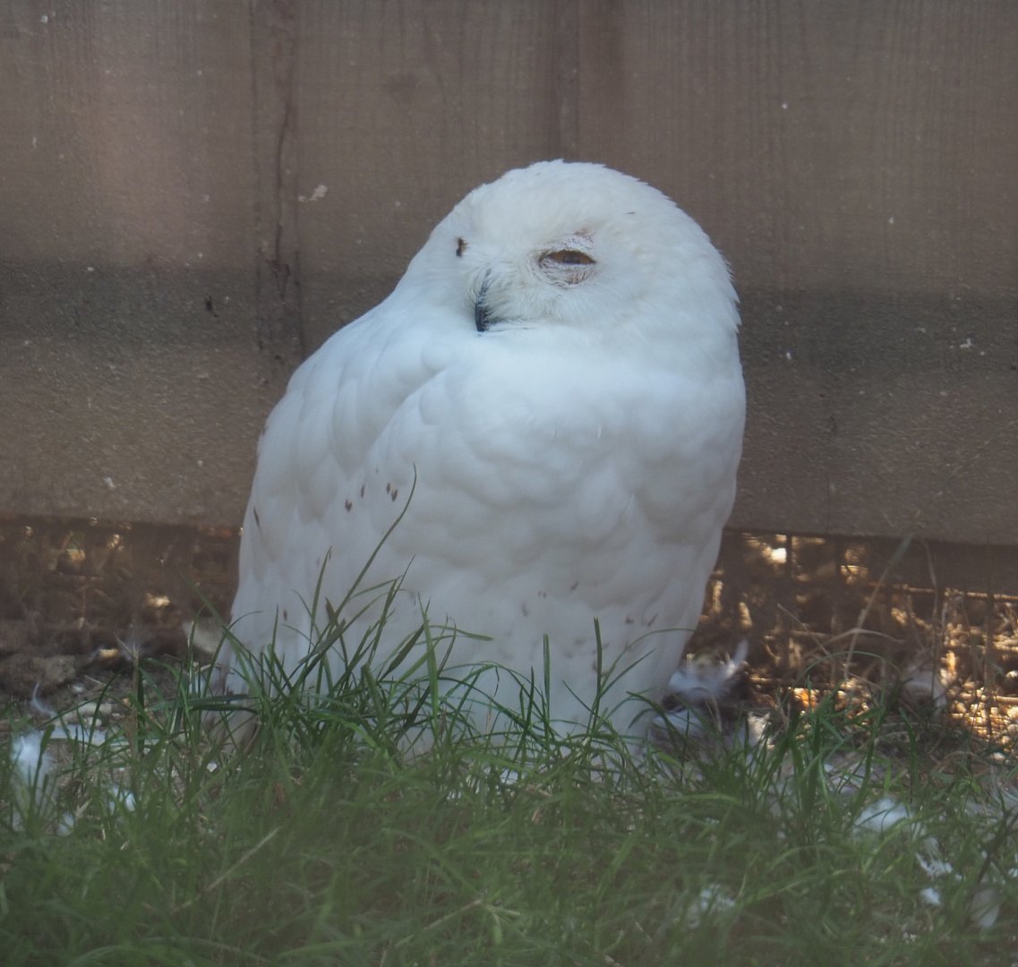 Snowy owl (Bubo scandiacus), 2020-09-12