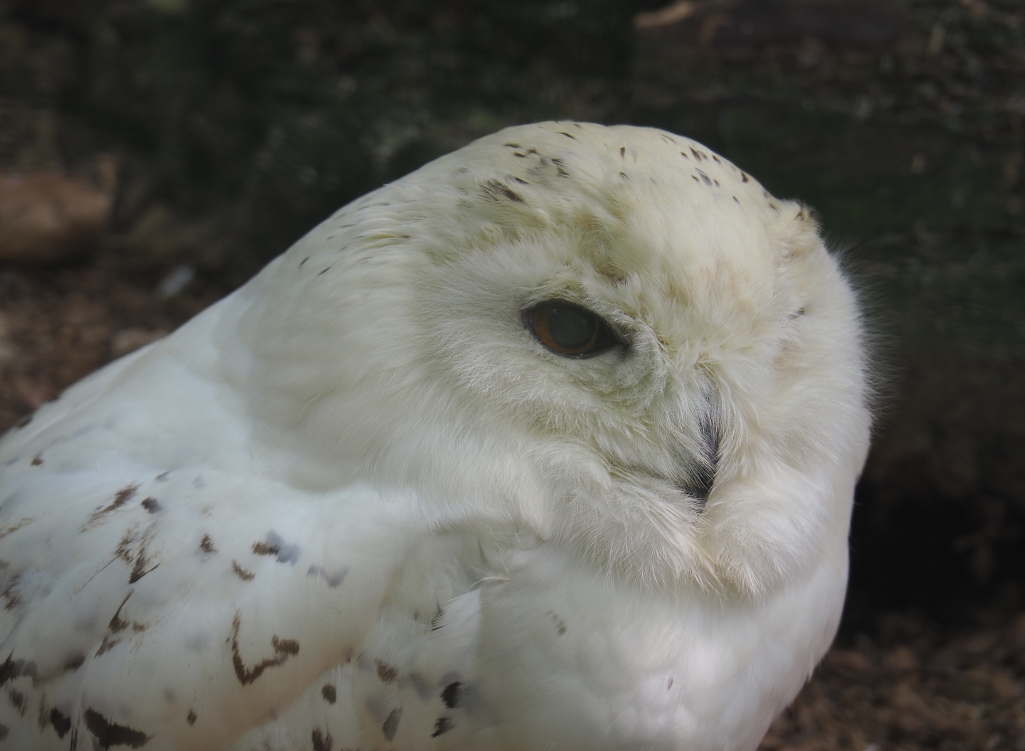 Snowy Owl (Bubo scandiacus), 2021-06-15