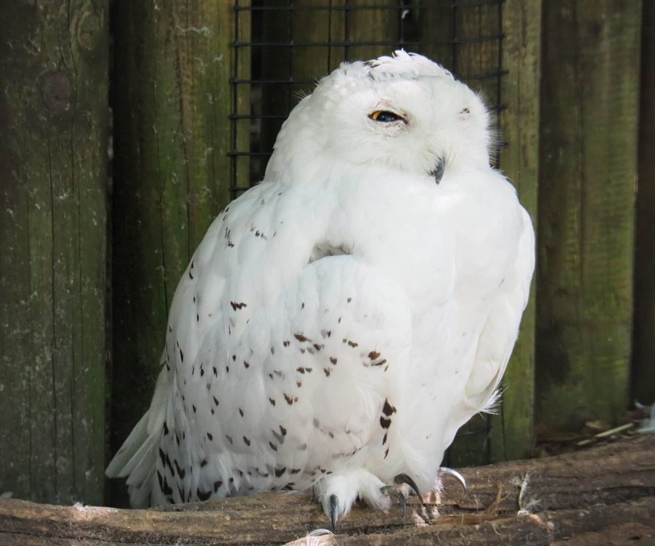 Snowy Owl (Bubo scandiacus), 2021-09-03