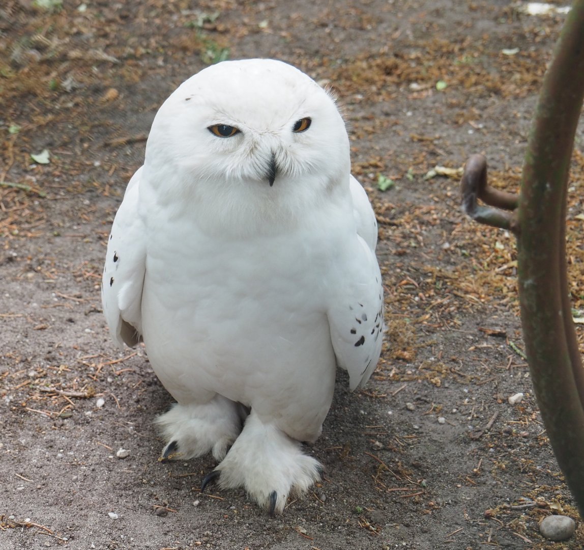 Snowy owl (Bubo scandiacus), 2022-05-17